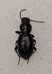 Tentyriini