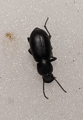 Tentyriini