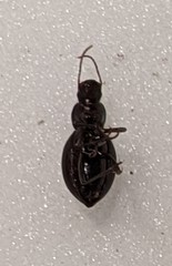 Tentyrina