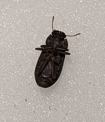 Gonocephalum