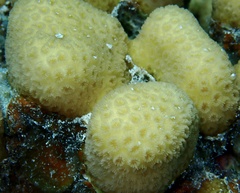 Goniastrea stelligera