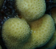 Goniastrea stelligera