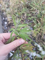 Artemisia vulgaris