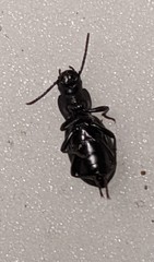 Tentyriini