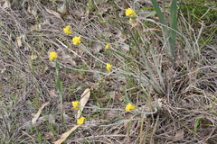 Conostylis candicans