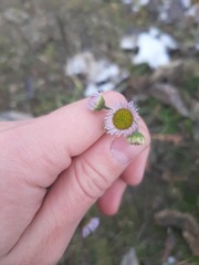 Erigeron annuus