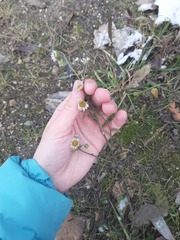Erigeron annuus
