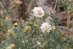 Grevillea crithmifolia