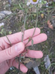 Erigeron annuus