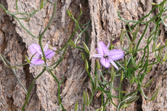 Thysanotus manglesianus