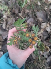 Tanacetum vulgare