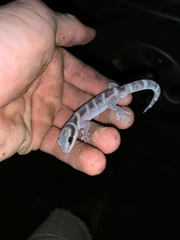 Oedura cincta