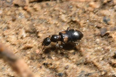 Hirticomus hispidus