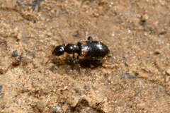 Hirticomus hispidus