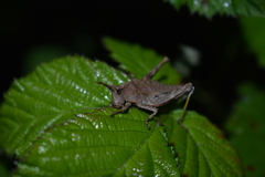 Tropidostethus angusticollis