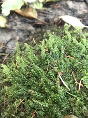 Plagiothecium succulentum