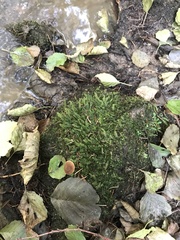 Plagiothecium succulentum