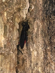 Microtomus purcis