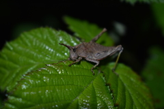 Tropidostethus angusticollis