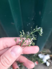 Capsella bursa-pastoris