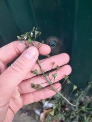 Capsella bursa-pastoris