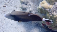 Sufflamen albicaudatum