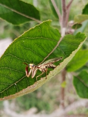 Paramantispa prolixa