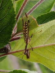 Paramantispa prolixa