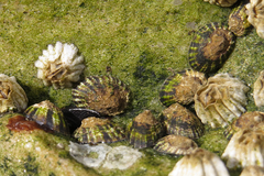 Siphonaria lessonii