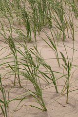 Panicum racemosum