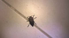 Capnodis tenebricosa