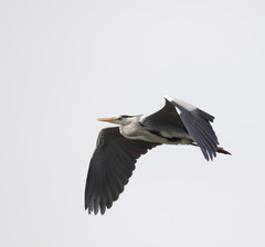 Ardea cinerea