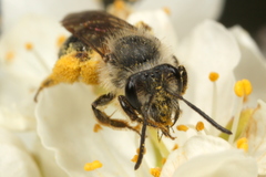 Andrena rufosignata