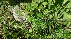 Galium aparine