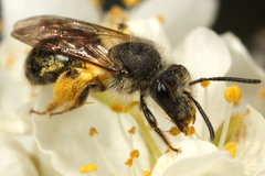 Andrena rufosignata