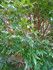 Lonchocarpus castilloi