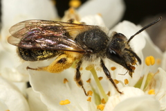 Andrena rufosignata