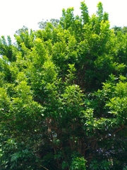 Lonchocarpus castilloi