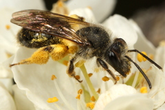 Andrena rufosignata