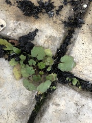 Cymbalaria muralis