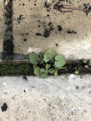 Cymbalaria muralis