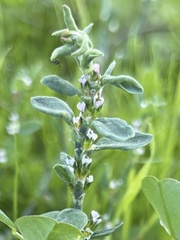 Polygonum aviculare depressum
