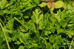 Ranunculus repens