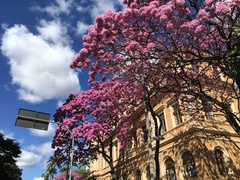 Handroanthus impetiginosus