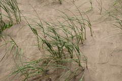 Panicum racemosum