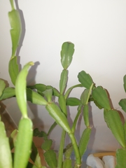 Schlumbergera buckleyi