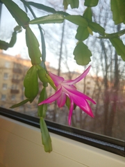 Schlumbergera buckleyi
