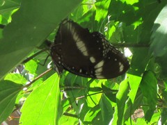 Hypolimnas bolina nerina