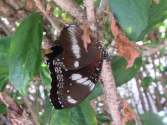 Hypolimnas bolina nerina