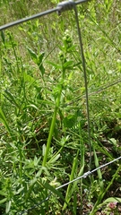 Galium aparine